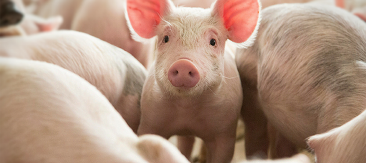Belgian Pork Group